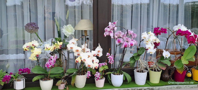 Ingrids Orchideenfenster