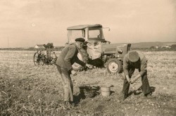 Der Kartoffelroder erleichtert die Arbeit, Peter Schmitz und Josef Blens um 1965 bei  Blankenheimerdorf
