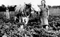 Frauenarbeit, Kartoffelhufeln, Copyright Jubilumsausschu Auhausen, Robert Kauler