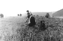 1954 in Ahrmhle : Familie Johann Mies bei der Kartoffelernte. Archivbild : Hejo Mies