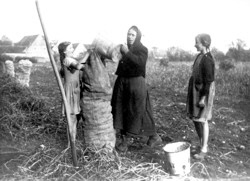 Kartoffelernte um 1930, Frauen und Kinder packten mit an. Copyright : Festausschu Auhausen, Robert Kauler
